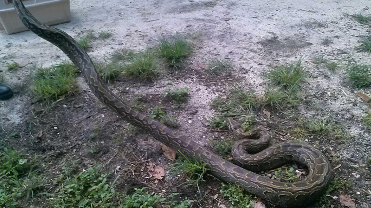 Invasive Rock Pythons South Florida’s Newest Threat – NBC 6 South Florida