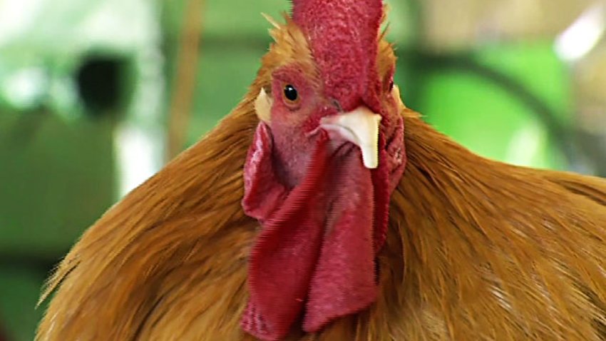 rooster4