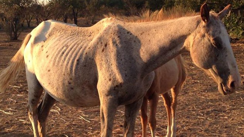sad-horse