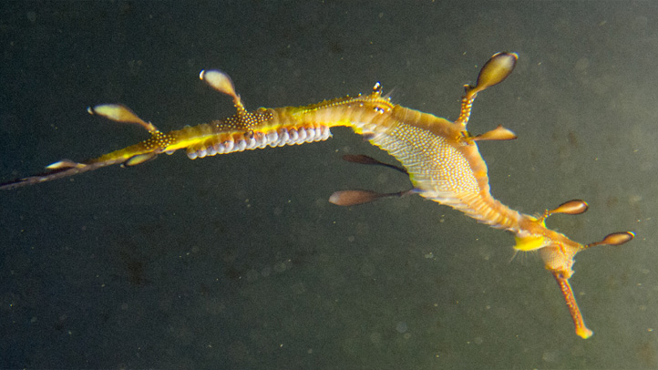 Weedy Sea Dragon Father Gives Birth To Babies Nbc 6 South Florida