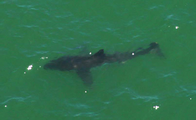 shark-spotted