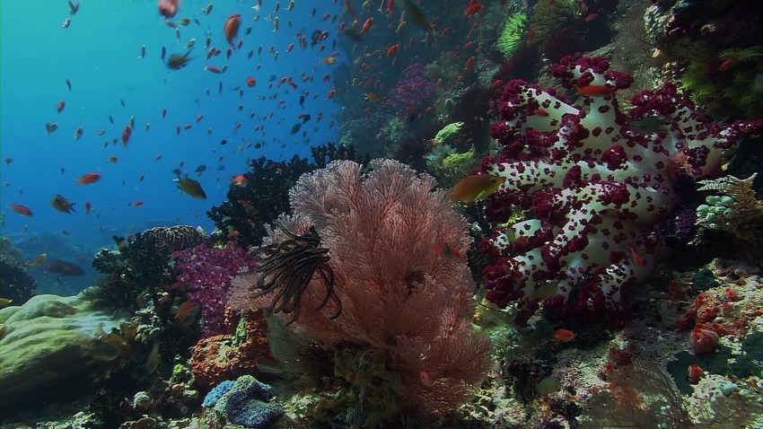 shedd_shallow_seas