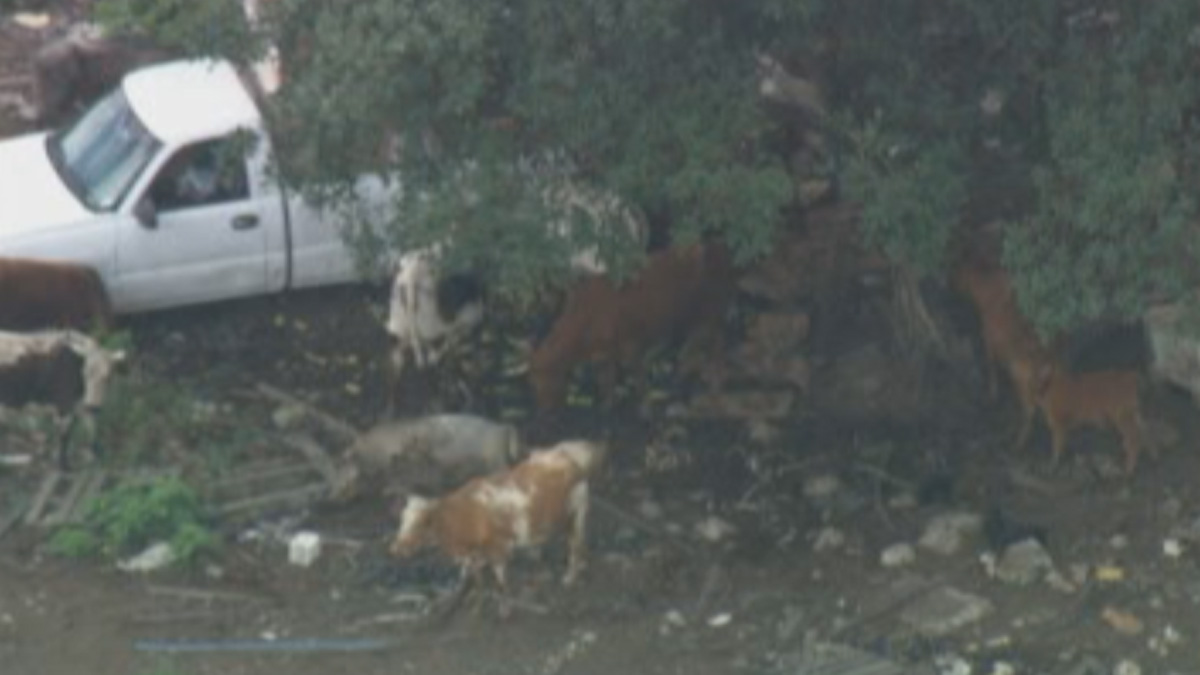 Thousands of Animals Rescued From Illegal Slaughter House MiamiDade Police NBC 6 South Florida