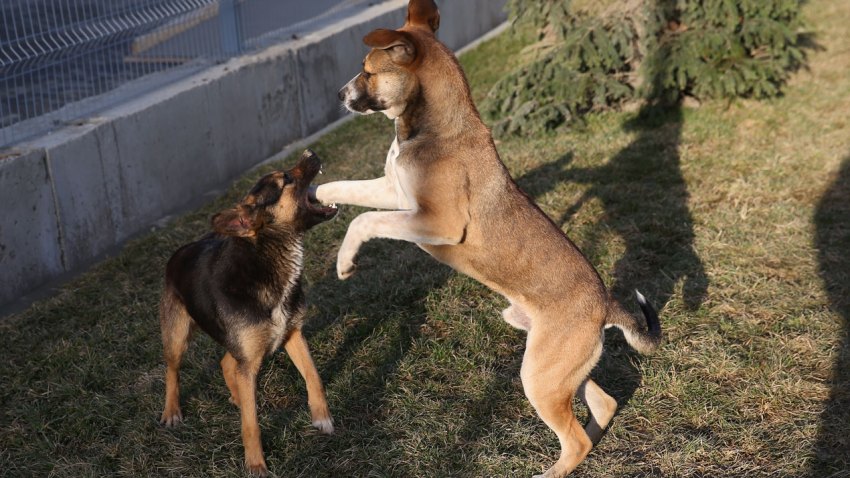 sochi-dogs-play