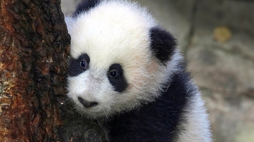 51917492MH001_panda