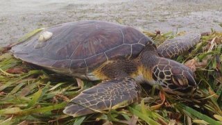 texas-sea-turtle-fb--(20)