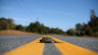 turtle in road 060416