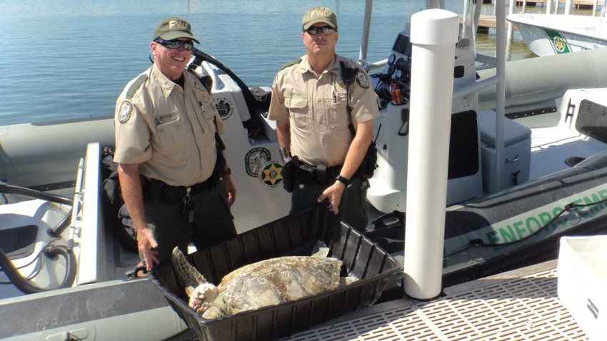 turtle rescued fwc