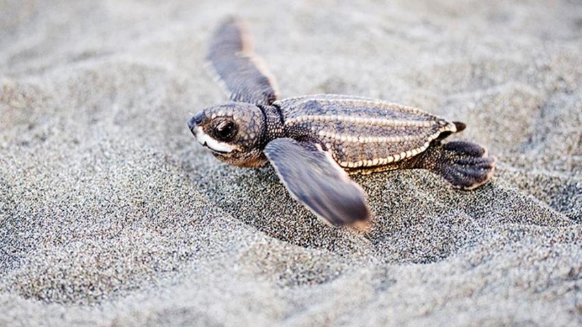 Baby Leatherback