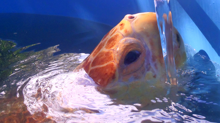 turtle9