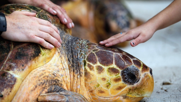 loggerhead turtle generic