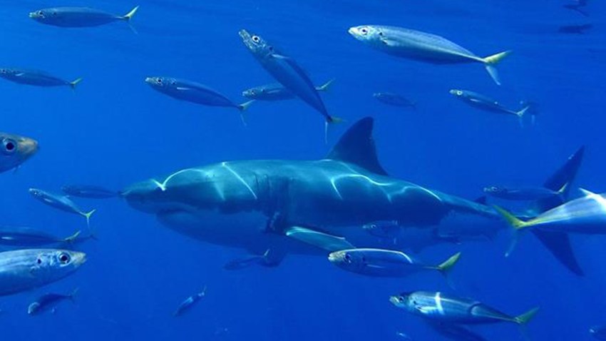 'Baby Lollipops' Mom Appeals Death Sentence - NBC 6 South ...