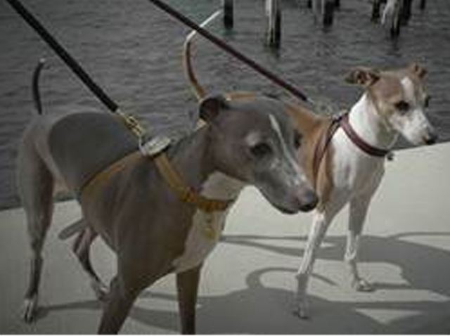 vonderbitchdogs