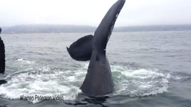 whale tail