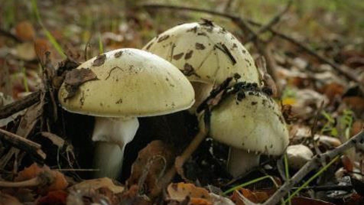 3 dead after eating wild mushrooms at a family lunch in Australia - Vimarsana News