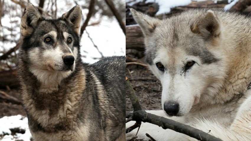 wolf dog hybrid