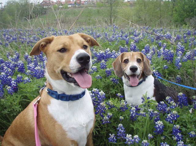 wyw dog bluebonnet