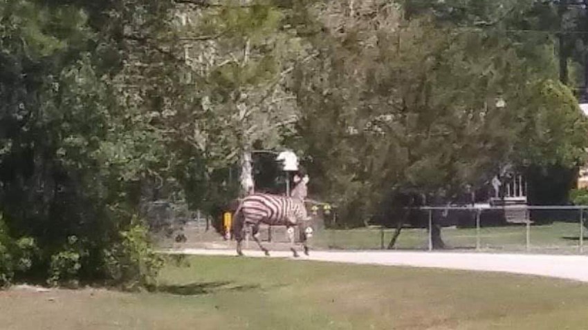 zebra kill callahan fl 032719