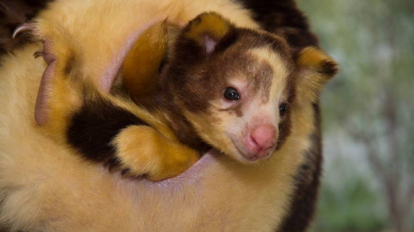 zoo miami matchie's tree kangaroo and joey 4