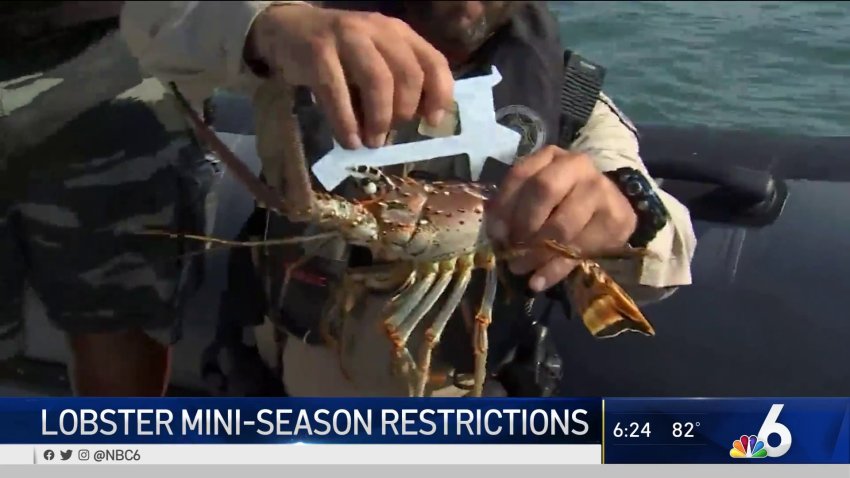 Lobster Mini-Season to Go on, With Restrictions