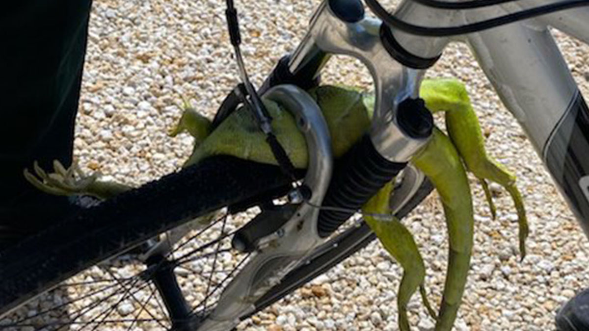Florida Man Gets Stitches After Iguana Crashes Into His Bike Nbc 6 South Florida