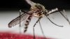 Nearly 144K GMO Mosquitoes to be Released in South Florida: What We Know