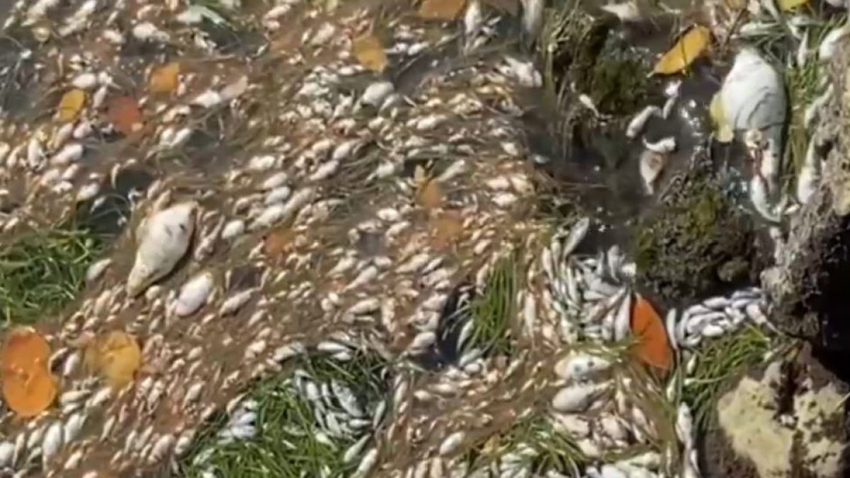 Miami Mayor Outlines ‘Emergency Steps’ Taken to Address Fish Kill in
