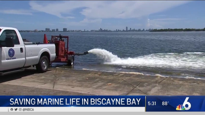 Miami Mayor Outlines ‘Emergency Steps' Taken to Address Fish Kill in Biscayne Bay