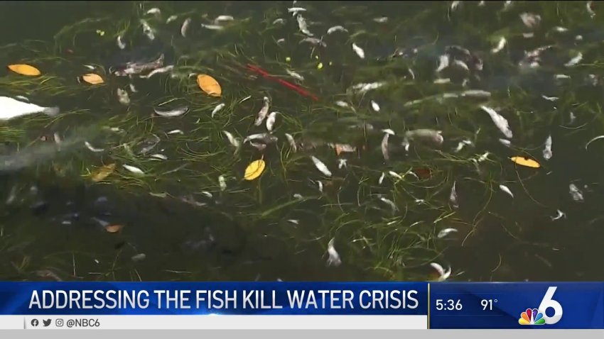 Addressing the Fish Kill Water Crisis in Biscayne Bay