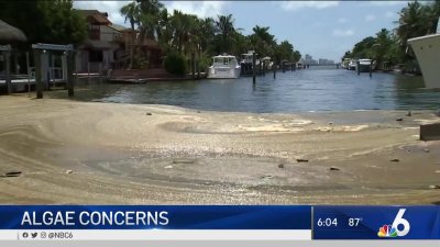 North Miami Beach Algae Bloom Part of a ‘Vicious Cycle': Scientists