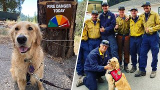Kerith the Golden Retriever and firefighters battling the Woodward Fire in California's Marin County