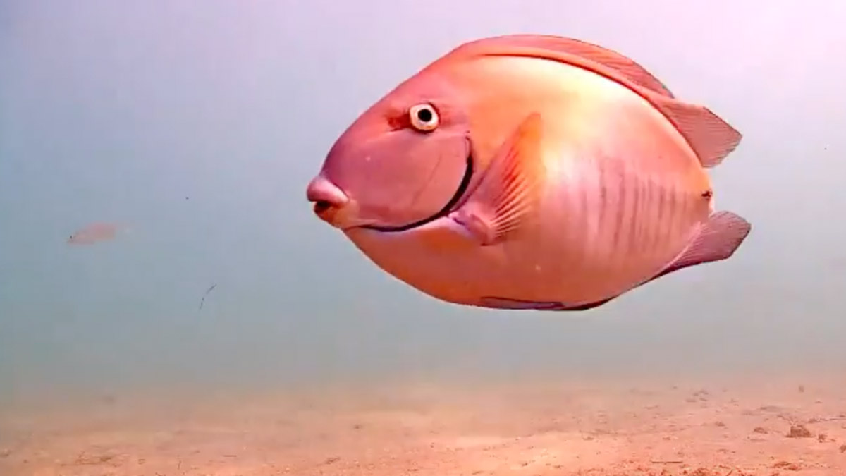 Camera Near PortMiami Takes Livestream Viewers Under the Sea During