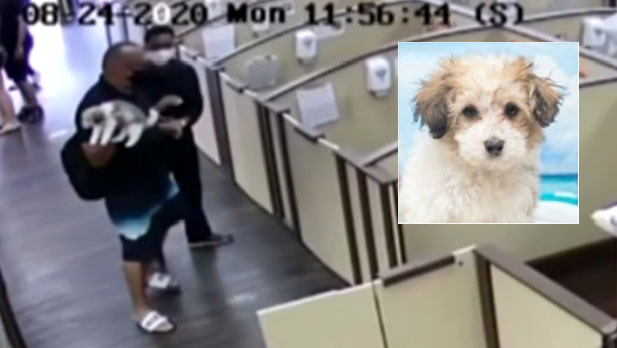 Puppy Stolen From Pembroke Pines Pet Shop Dies; Man Charged With Theft ...