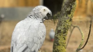 African grey parrot pictured at zoo