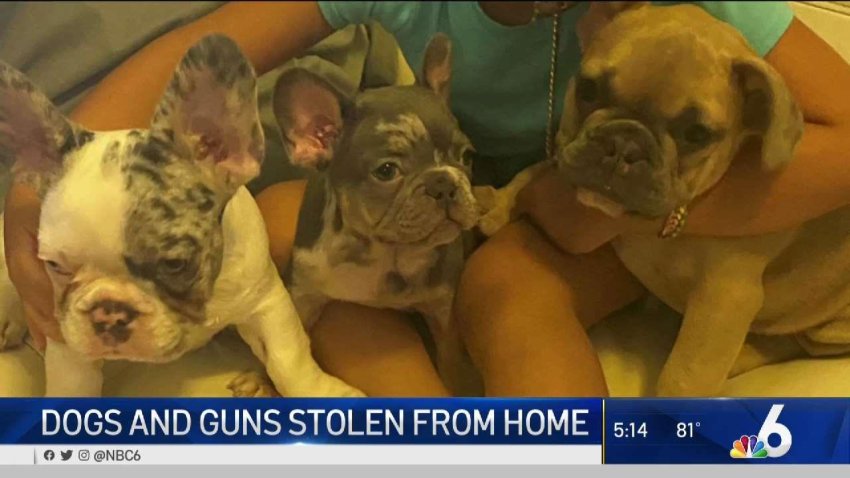 Dogs and Guns Stolen From Miami Home