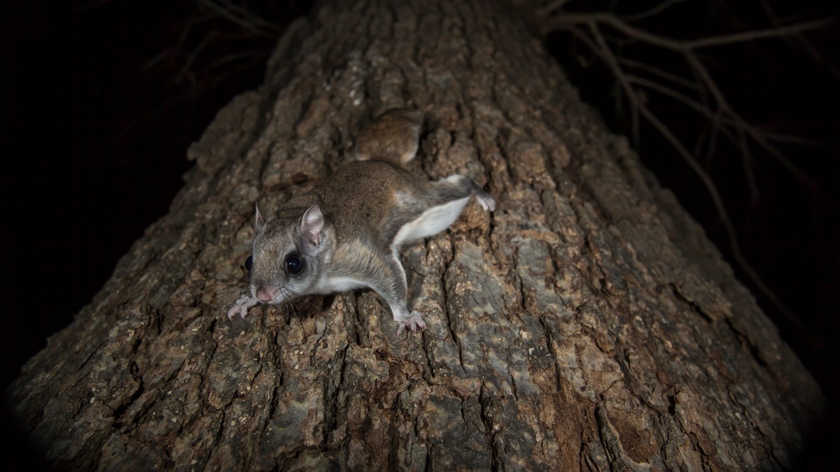 Florida Agency: Flying Squirrels Illegally Shipped to Asia – NBC 6