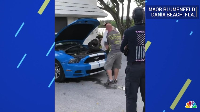 Driver Startled By Massive Python Under Hood of Mustang