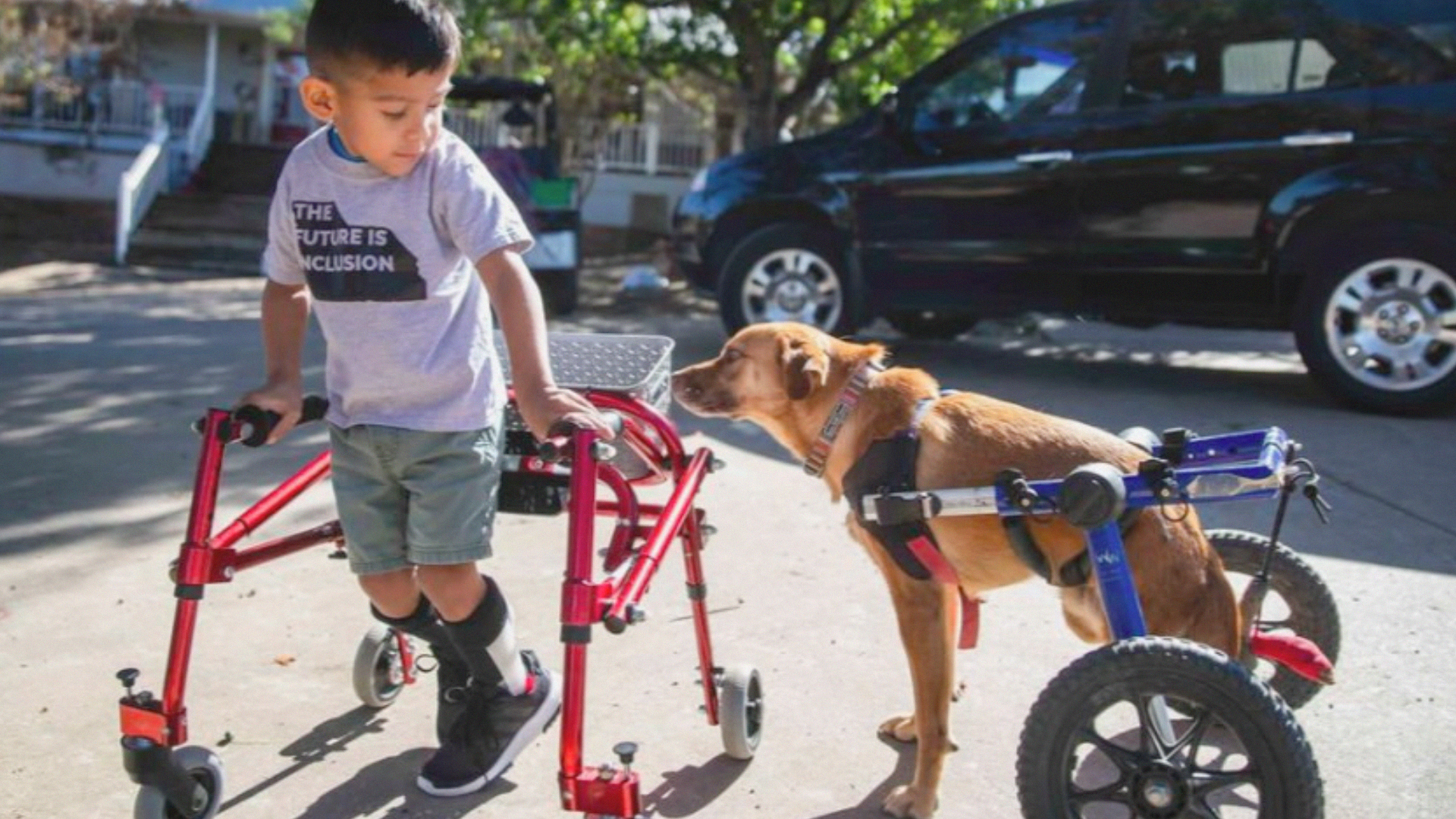 Animals, People Rescue Each Other in Heartfelt Docuseries – NBC 6 South ...