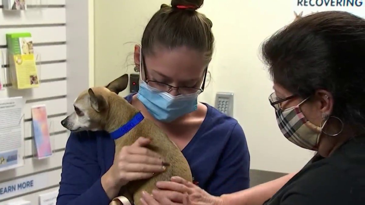 Lost Dog Reunited With Owners 6 Years Later Thanks to Microchip – NBC 6 ...
