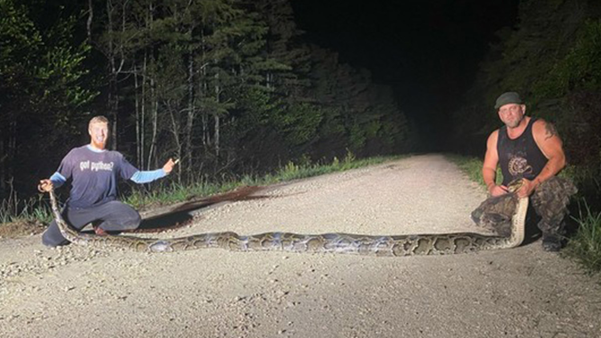 Record-Breaking 18 Foot Burmese Python Captured in the Everglades – NBC 6  South Florida