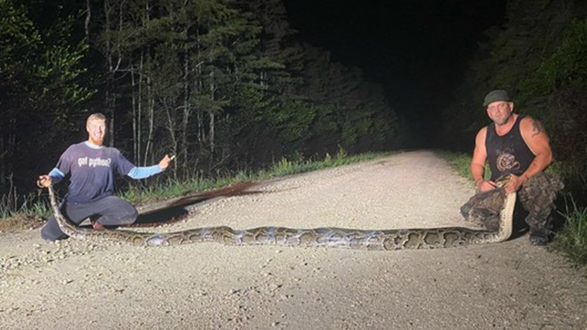 Record-Breaking 18 Foot Burmese Python Captured in the Everglades – NBC ...
