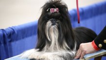 THE NATIONAL DOG SHOW -- 2020 -- Pictured: Shih Tzu -- (Photo by: Bill McCay/NBC)