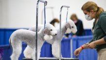 THE NATIONAL DOG SHOW -- 2020 -- Pictured: Bedlington Terriers -- (Photo by: Bill McCay/NBC)