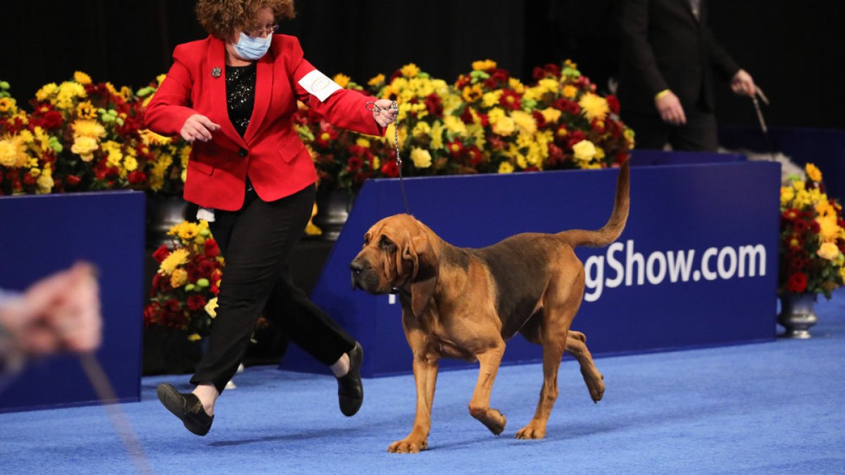 Who will gain? Every little thing to know about the 2023 ‘National Canine Show’