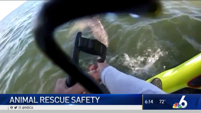 NOAA Gives Tips on How to Rescue Animals Safely