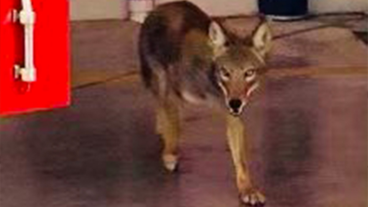 Creeping Coyote Surprises Firefighters at Fort Lauderdale Station – NBC