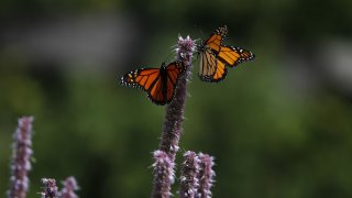 Monarch butterflies rest on giant hyssop plants in Lurie Garden at Millennium Park in Chicago on Aug. 30, 2019.