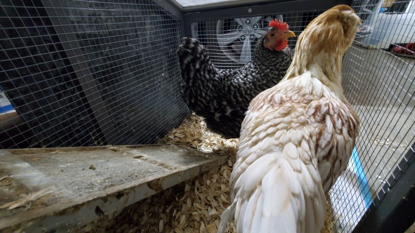 Chickens In Coop