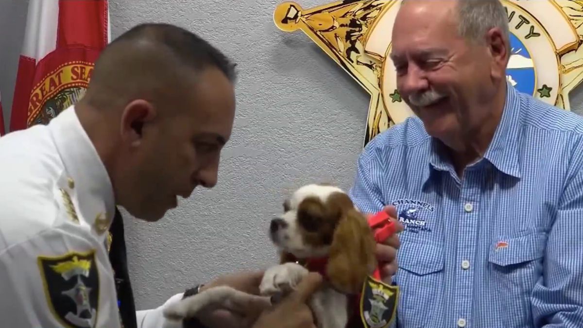 Puppy Caught on Camera Being Saved From Alligator Attack