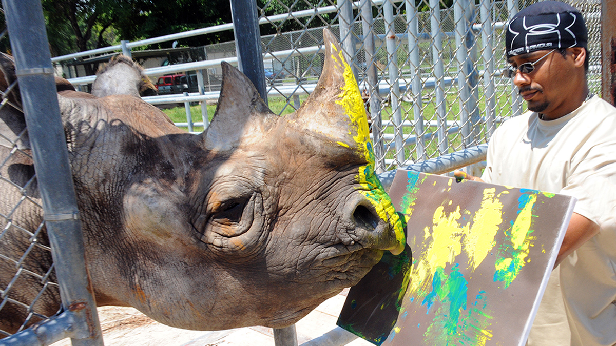 Zoo Miami Announces Death of Eastern Black Rhino Named Toshi NBC 6